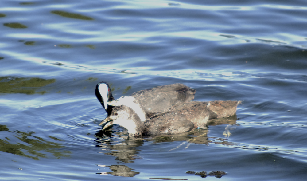 Халзан түнжүүр - ML524236051