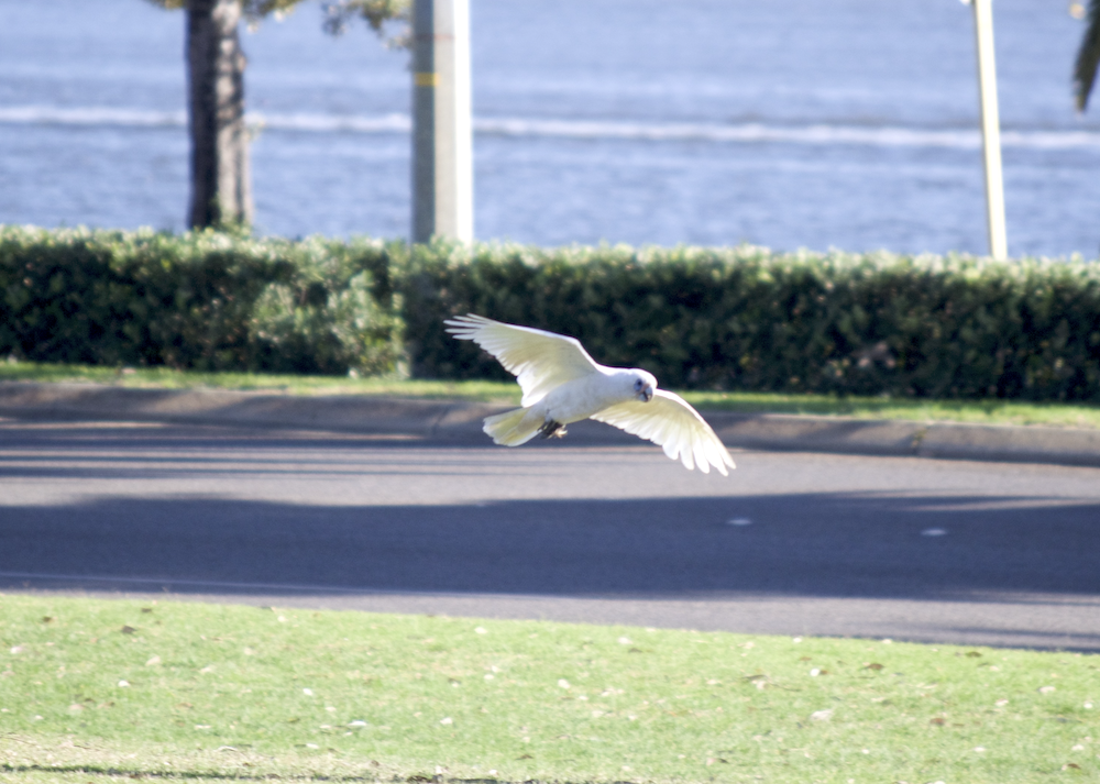 Little Corella - ML524236201