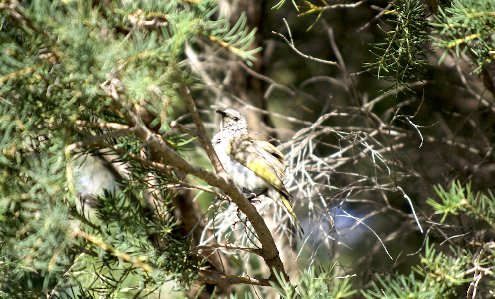 Brown Honeyeater - ML524236301