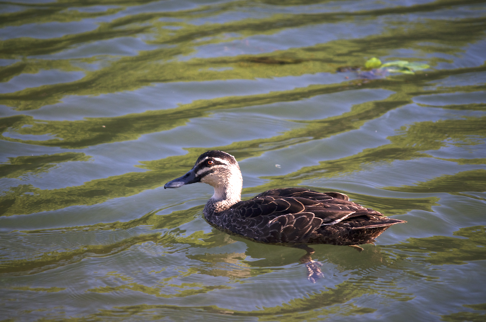 Pacific Black Duck - ML524236471