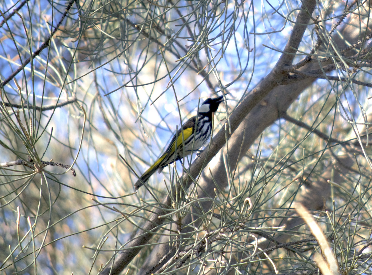 White-cheeked Honeyeater - ML524236611
