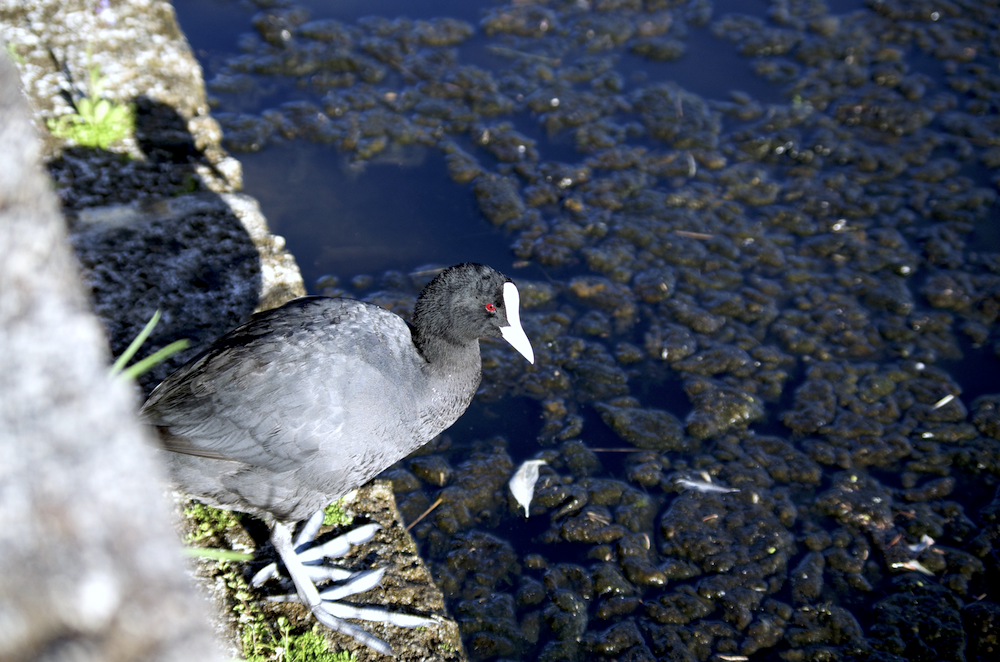 Халзан түнжүүр - ML524236731