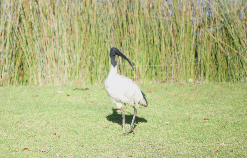 Australian Ibis - ML524236841