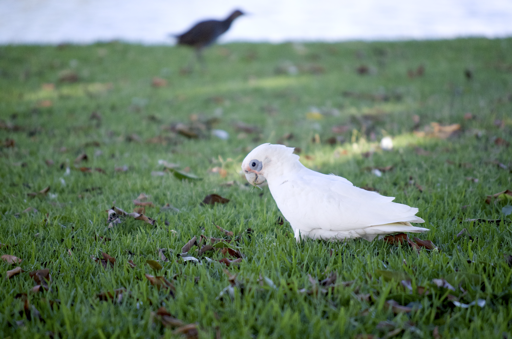 Little Corella - ML524236871