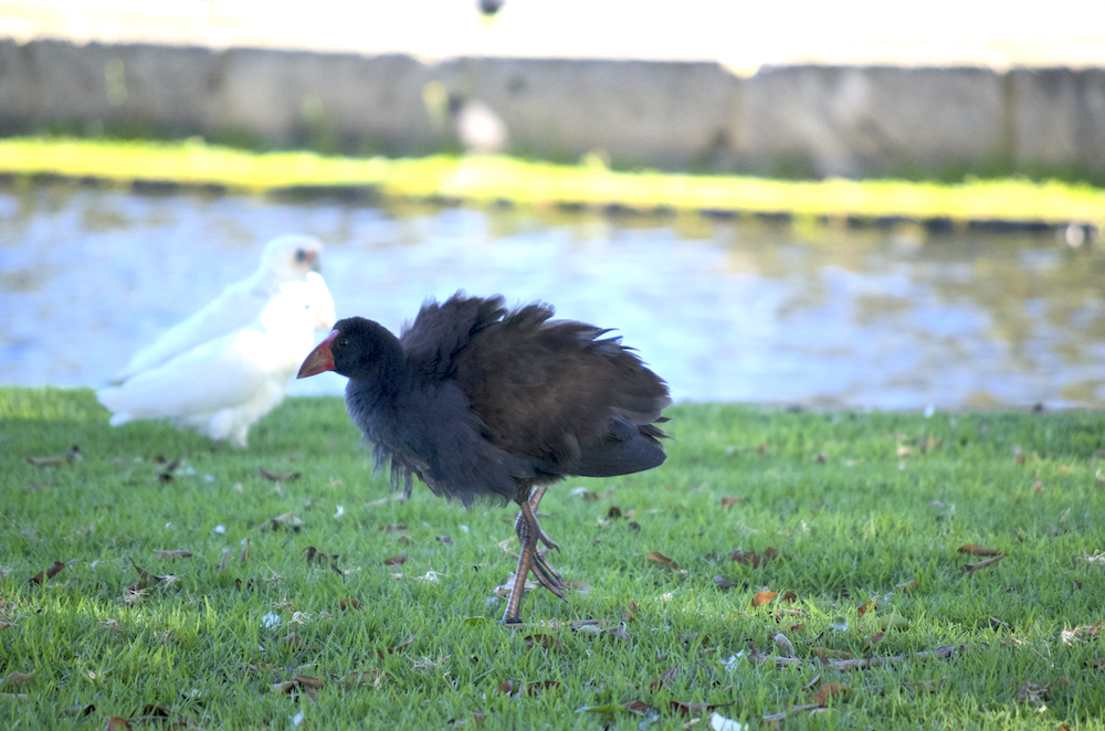 Australasian Swamphen - ML524236921