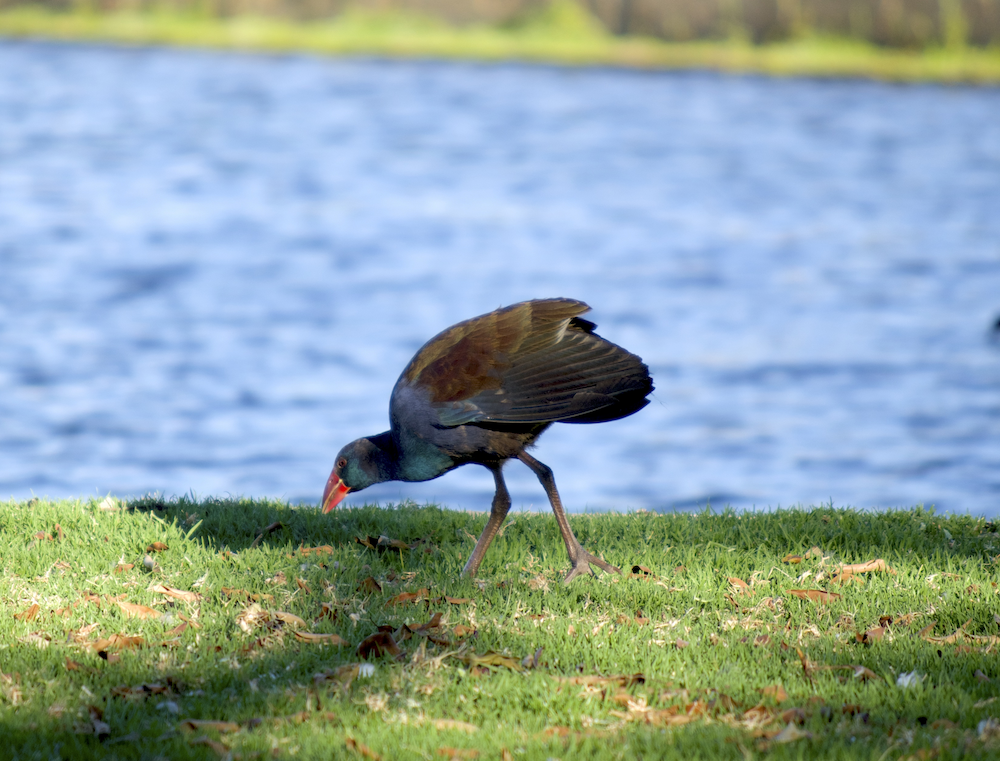 Australasian Swamphen - ML524236971