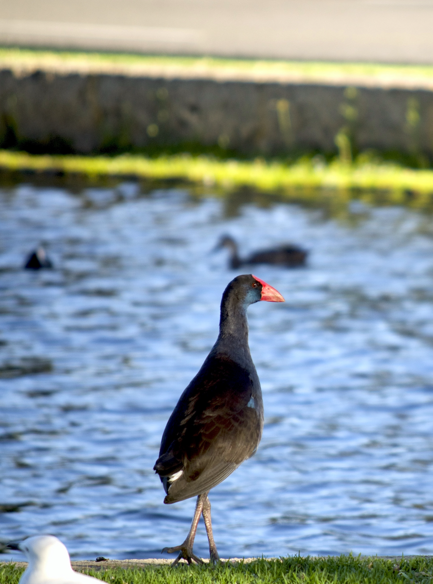 Australasian Swamphen - ML524237081