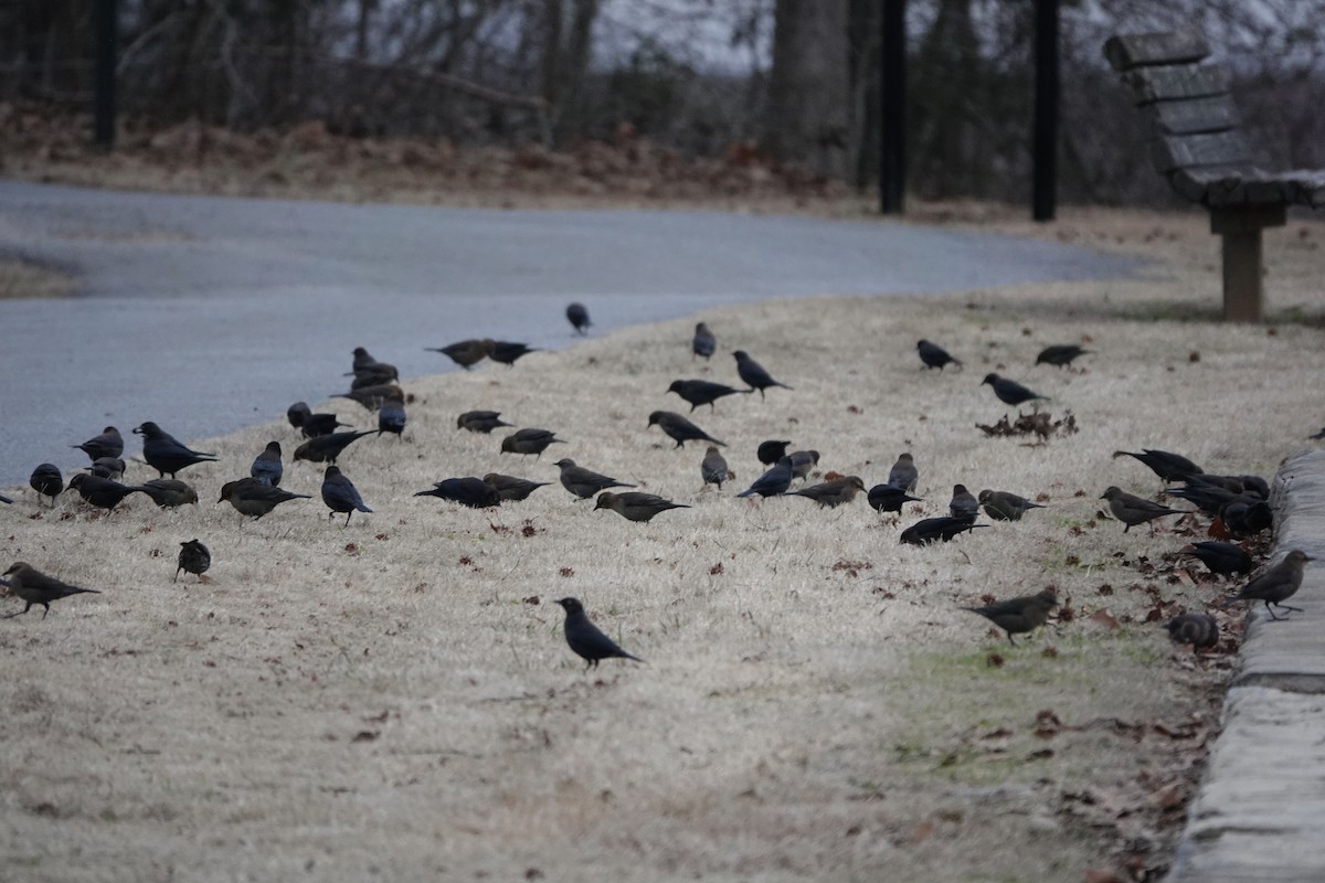 Rusty Blackbird - ML524238301