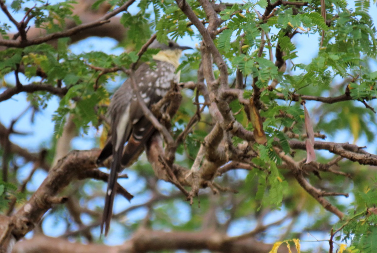 Great Spotted Cuckoo - ML524238451