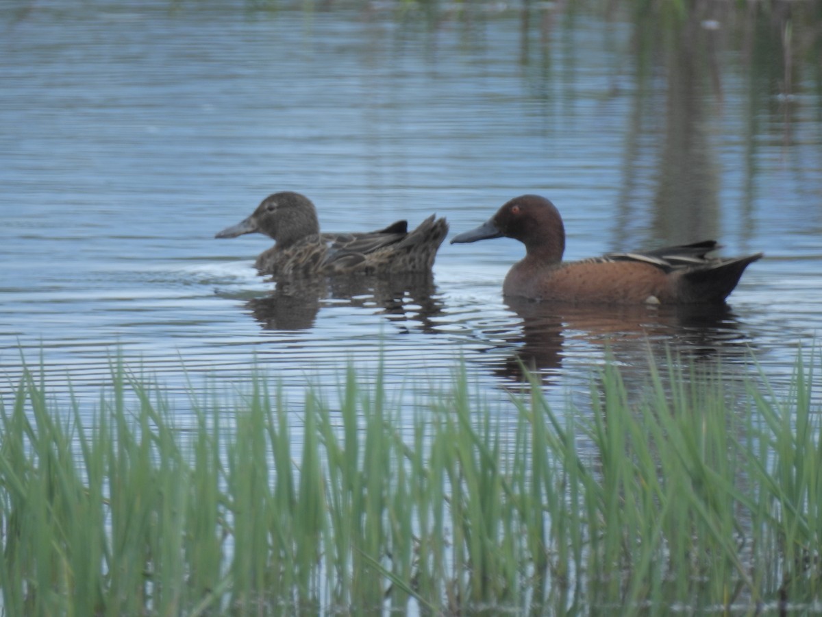 Cinnamon Teal - ML52423851