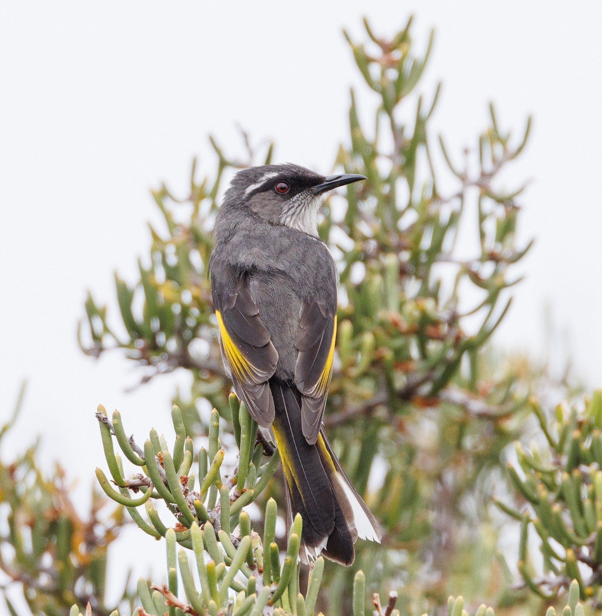 Crescent Honeyeater - Luke sbeghen