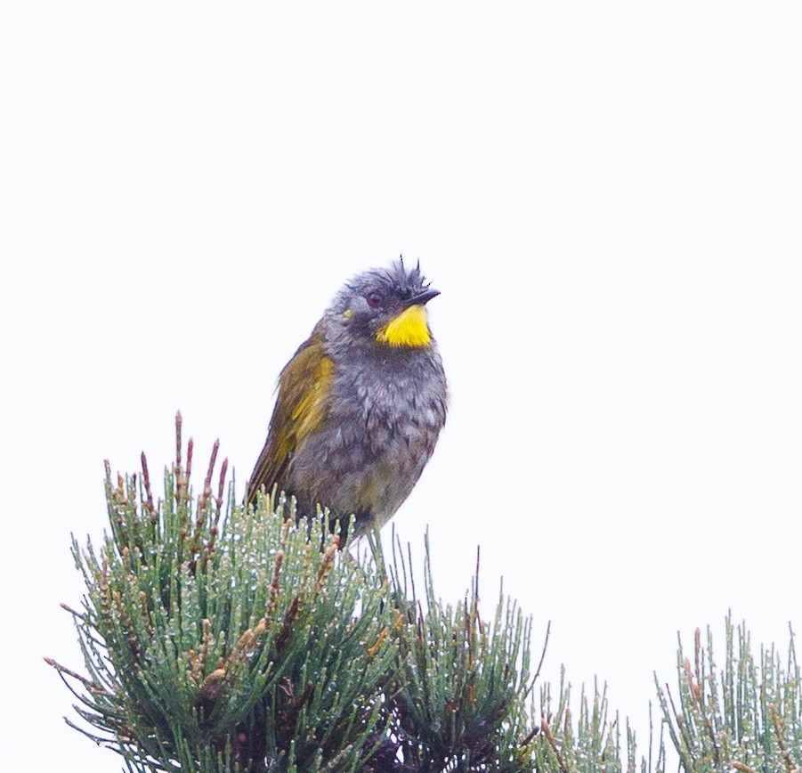 Yellow-throated Honeyeater - Luke sbeghen