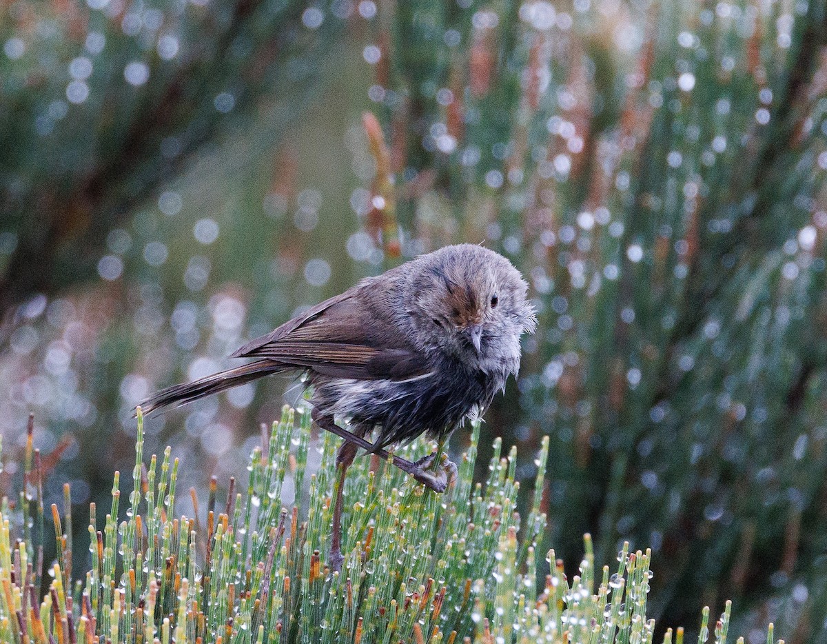 Tasmanian Thornbill - ML524239371