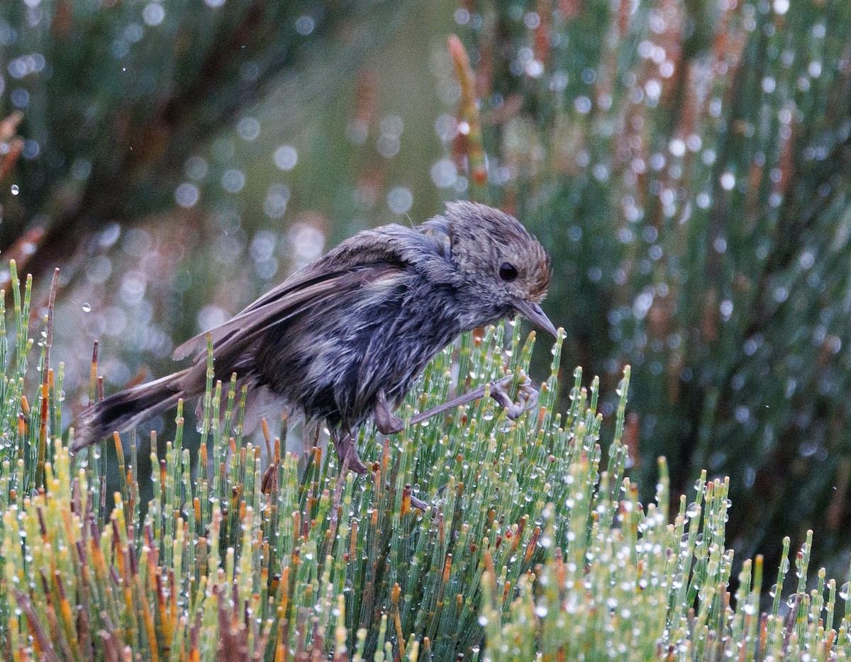 Tasmanian Thornbill - Luke sbeghen