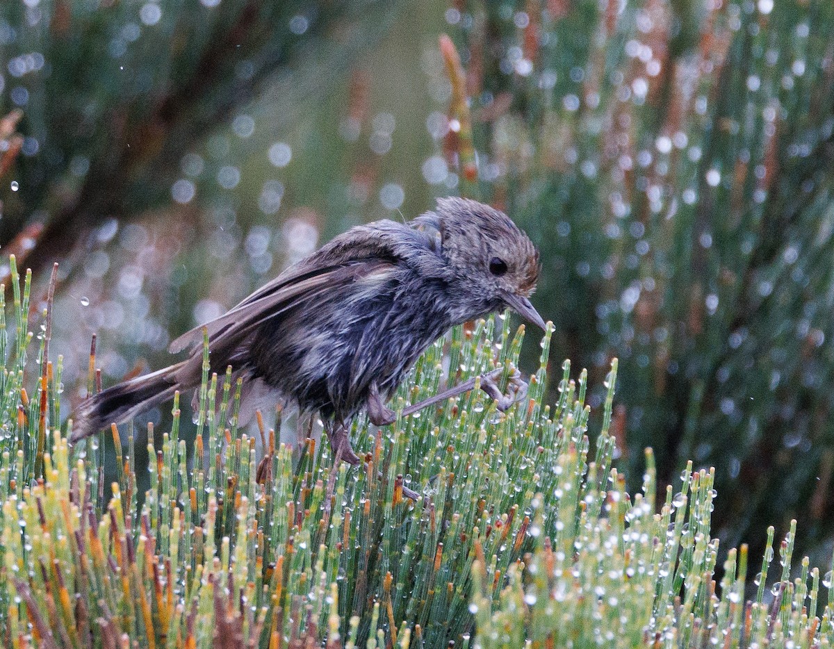 Tasmanian Thornbill - ML524239381