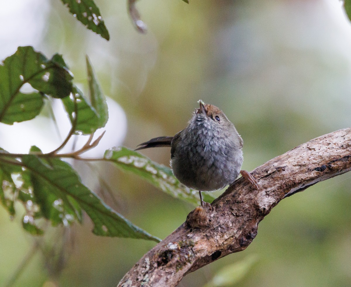 Tasmanian Thornbill - Luke sbeghen