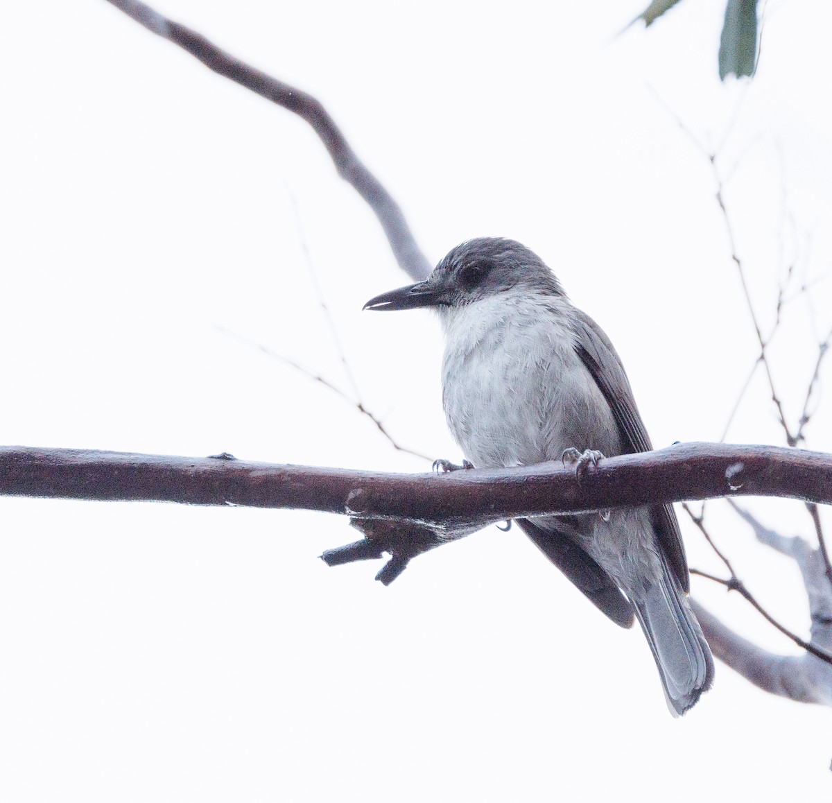 Gray Shrikethrush - ML524239431