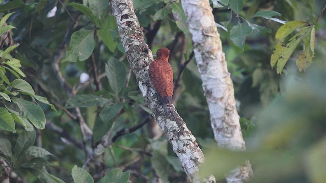 Cinnamon Woodpecker - ML524239711