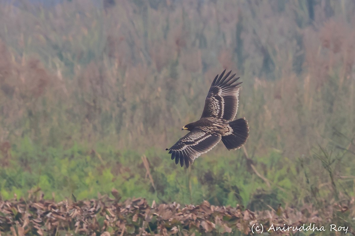 Greater Spotted Eagle - Aniruddha  Roy