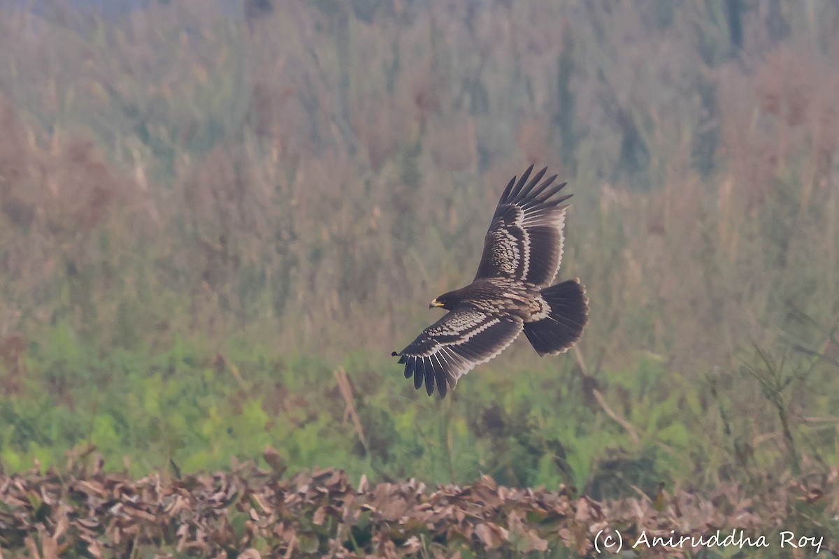 Águila Moteada - ML524240201