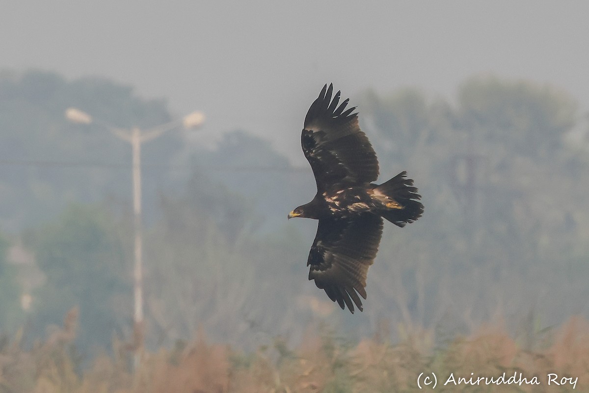 Greater Spotted Eagle - Aniruddha  Roy