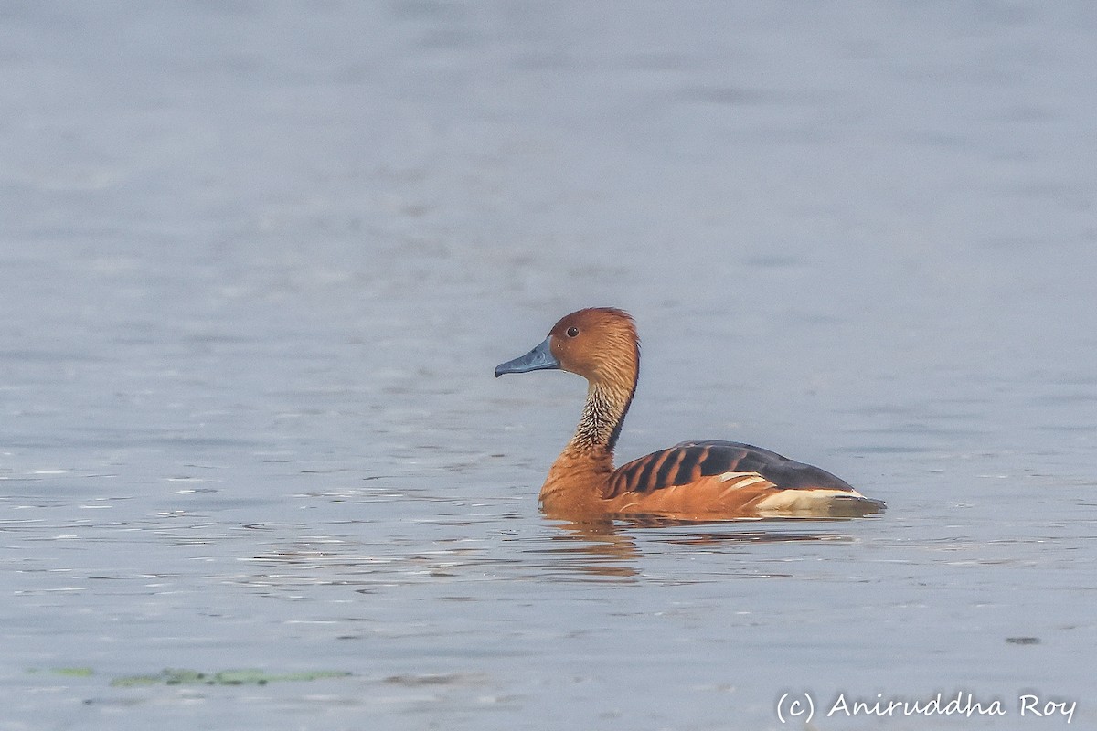 Fulvous Whistling-Duck - Aniruddha  Roy