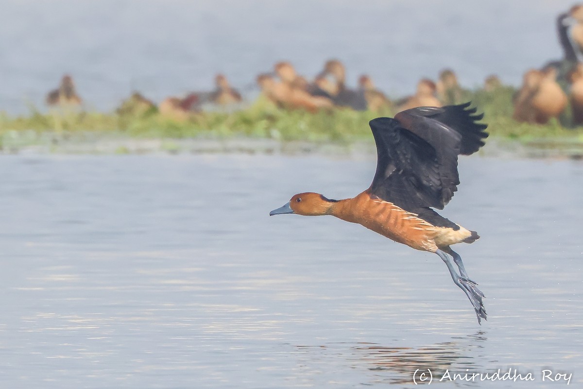 Dendrocygne fauve - ML524240711