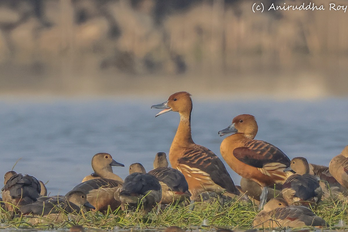 Fulvous Whistling-Duck - Aniruddha  Roy