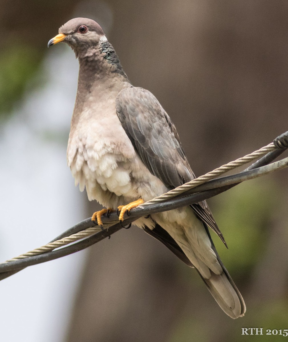 Band-tailed Pigeon - ML52424101