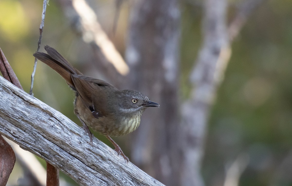 Tasmanian Scrubwren - ML524241121