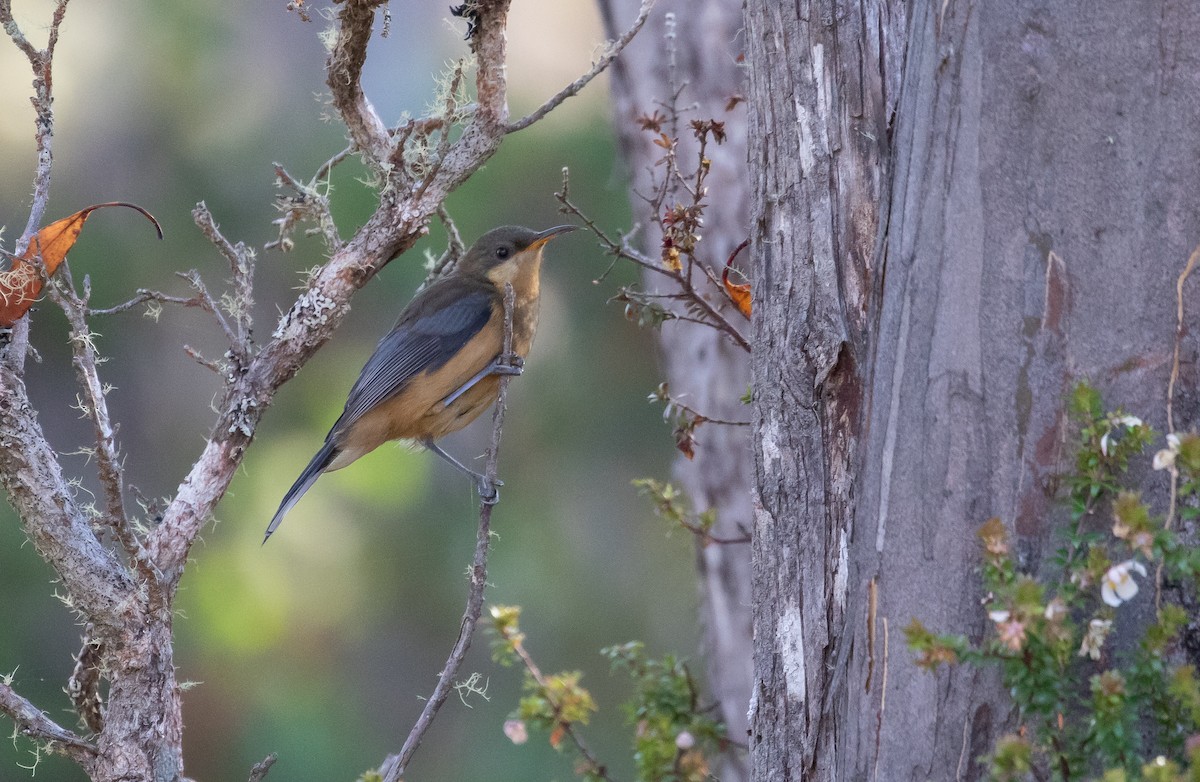 Eastern Spinebill - ML524241131