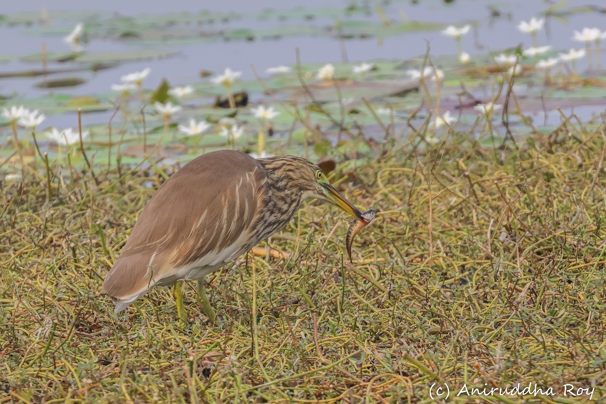 Indian Pond-Heron - Aniruddha  Roy