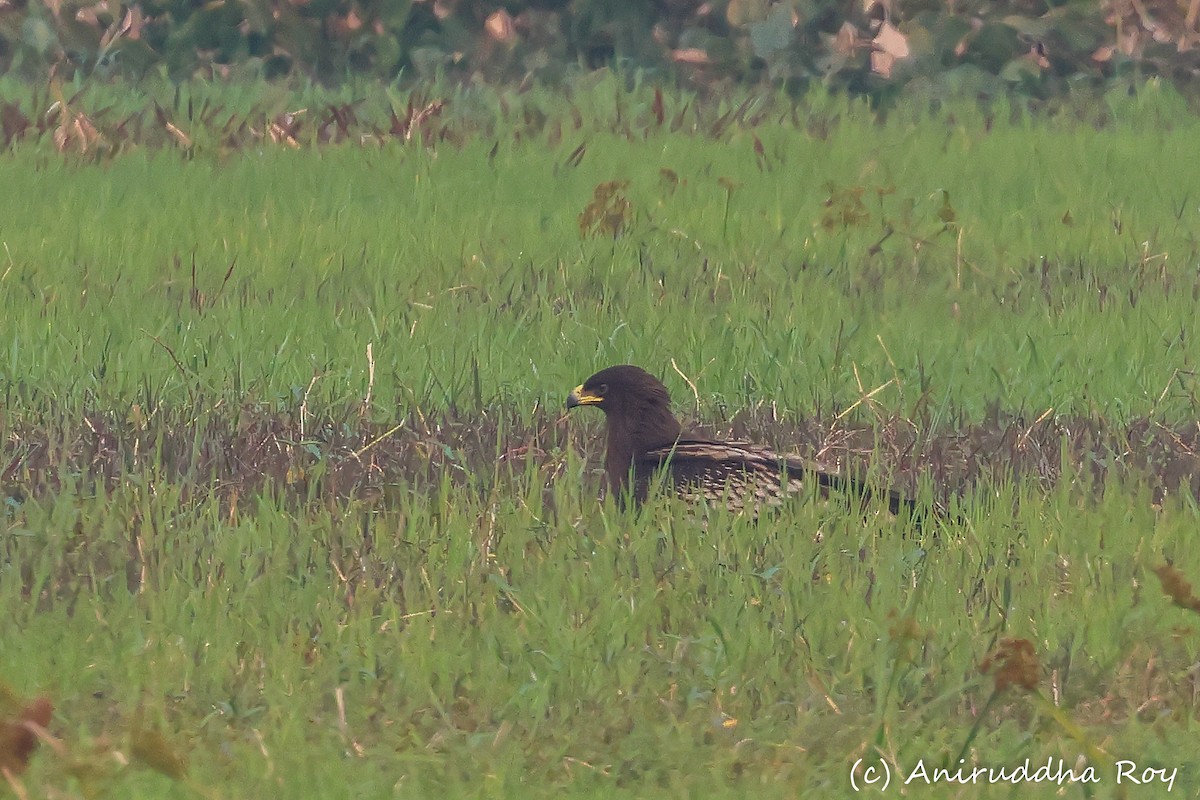 Greater Spotted Eagle - Aniruddha  Roy