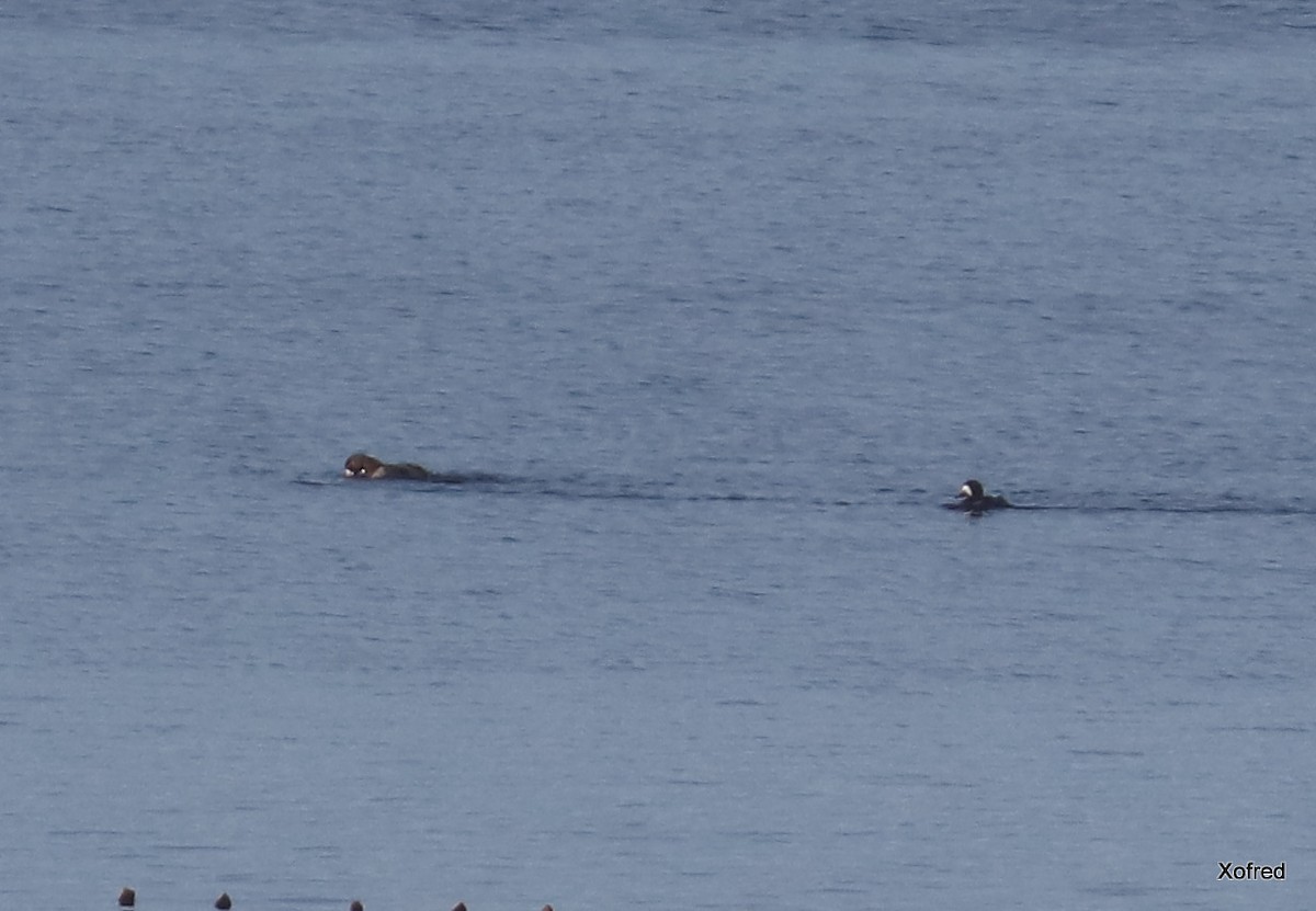 Greater Scaup - ML524241851