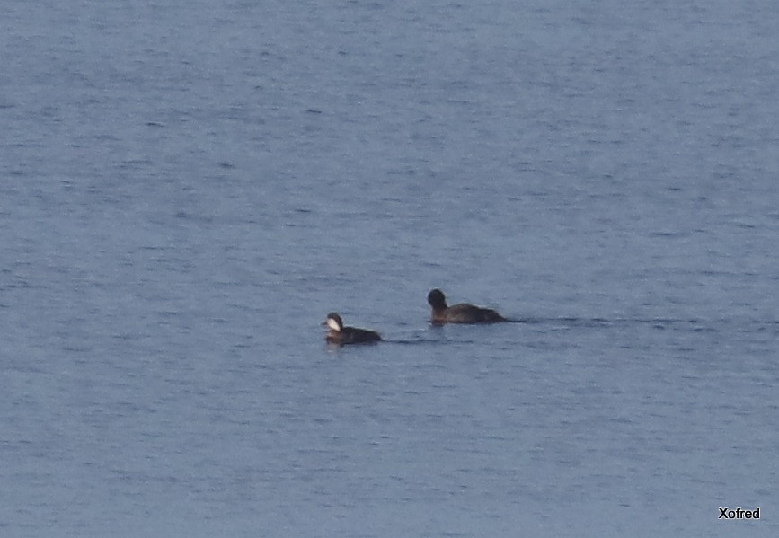 Common Scoter - Frederico  Morais