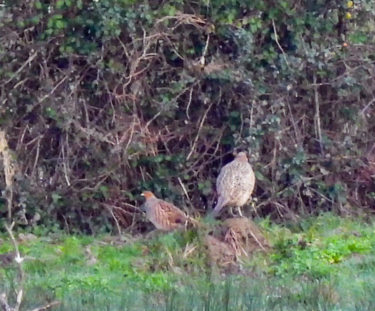 Gray Partridge - ML524242541