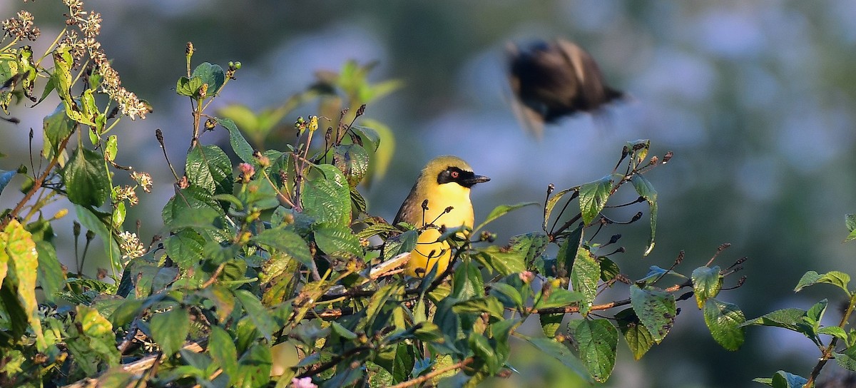 Yellow-throated Laughingthrush - ML524243261