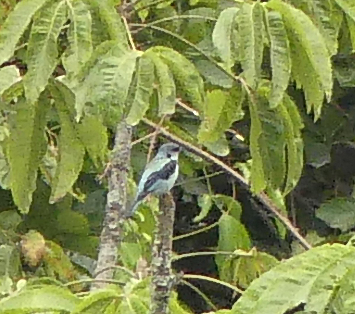 Azure-rumped Tanager - ML52424641