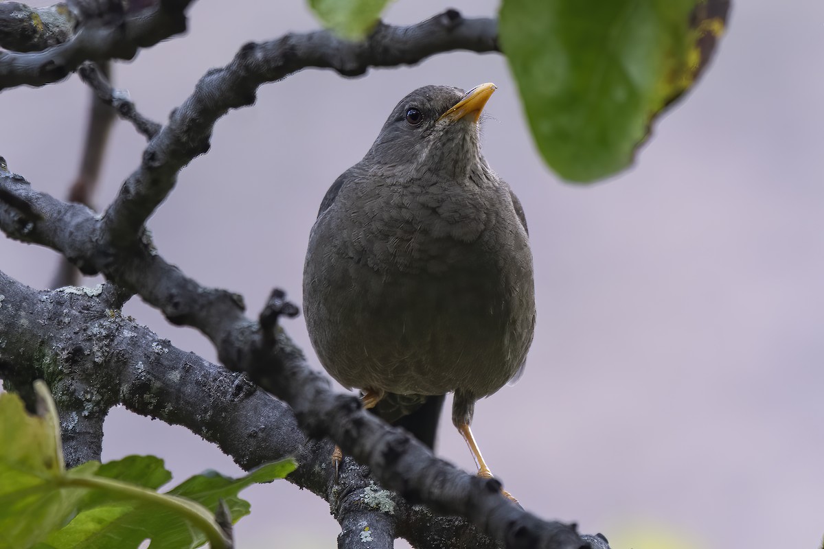 Chiguanco Thrush - ML524246931