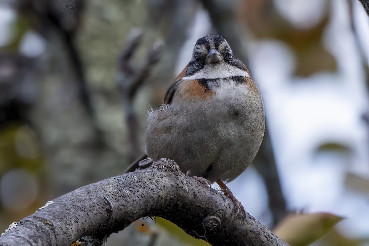 Rufous-collared Sparrow - ML524247091