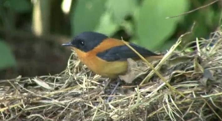 Black-and-orange Flycatcher - ML524249001