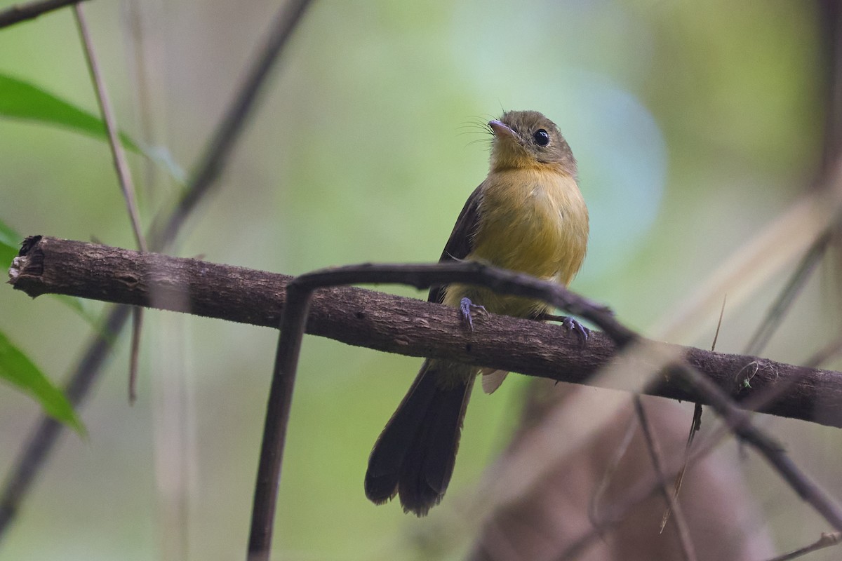 Black-tailed Flycatcher - ML524249591