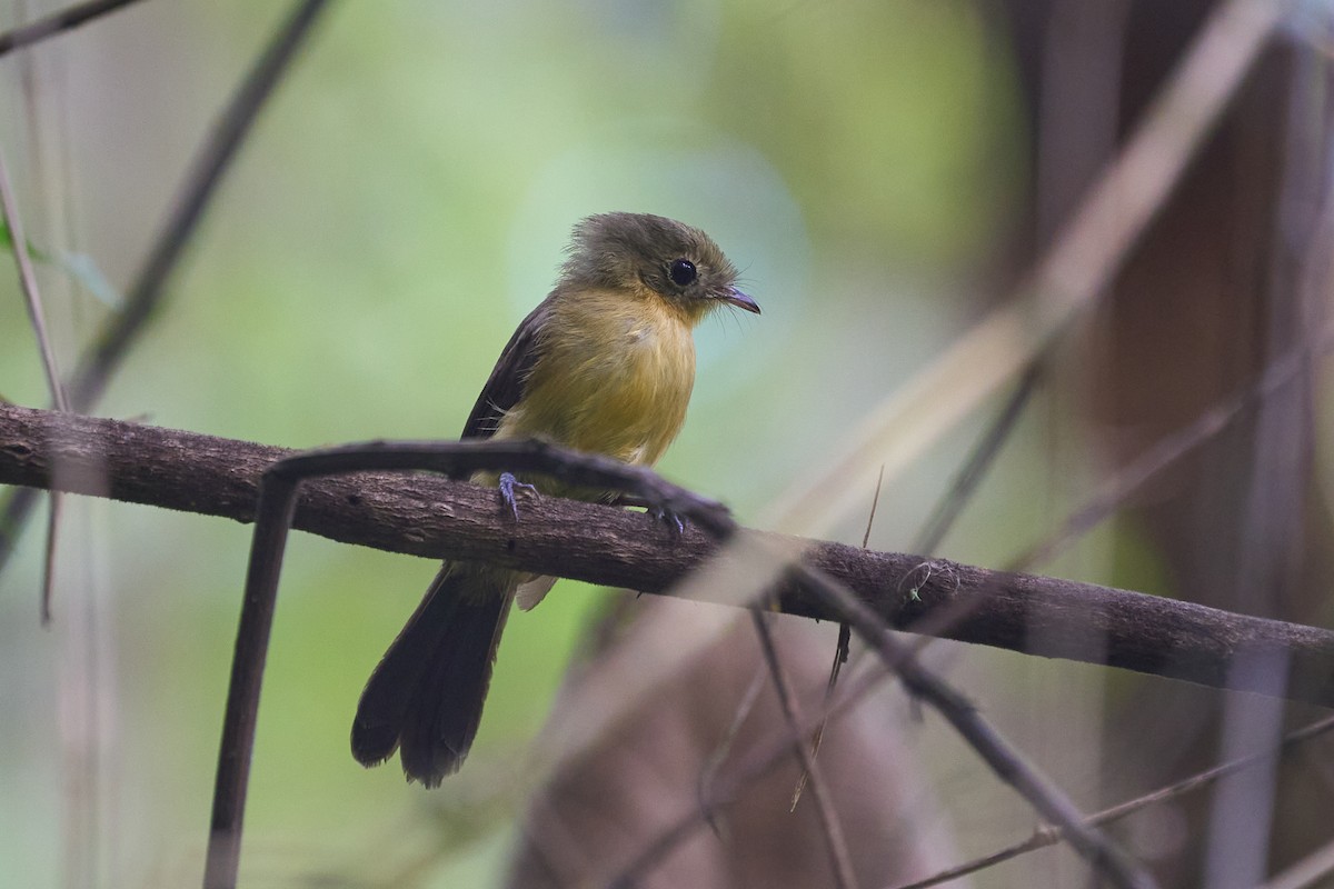 Black-tailed Flycatcher - ML524249601