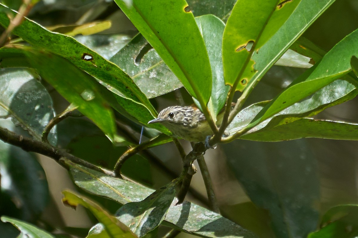 Streak-capped Antwren - ML524249661