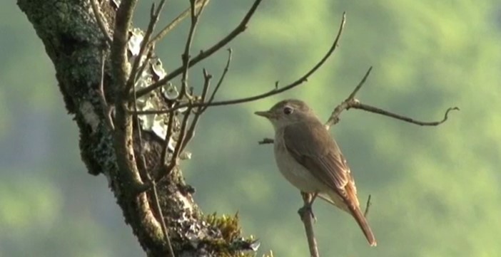 Rusty-tailed Flycatcher - ML524250241