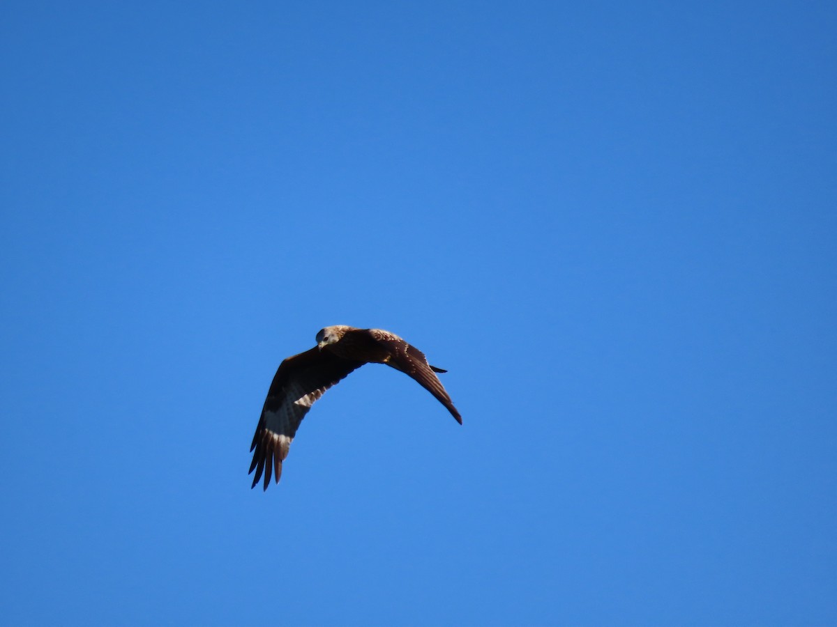 Red Kite - ML524250301