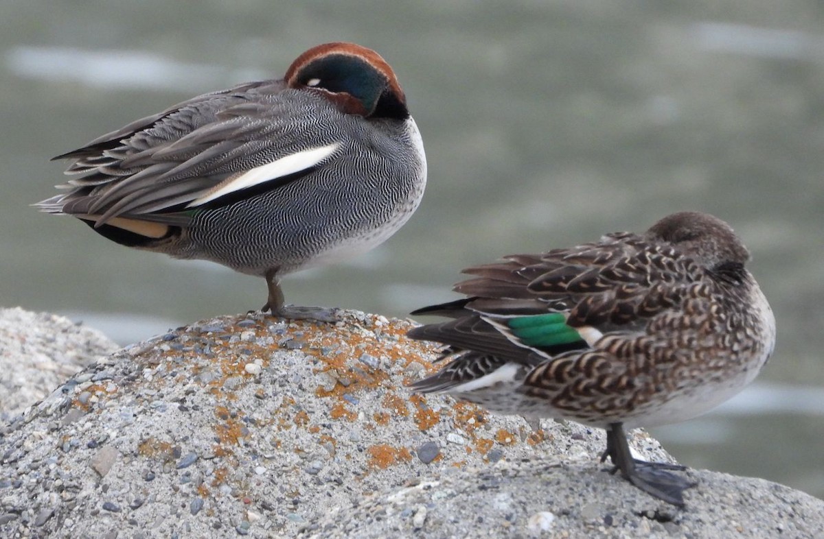 Green-winged Teal - ML524251391