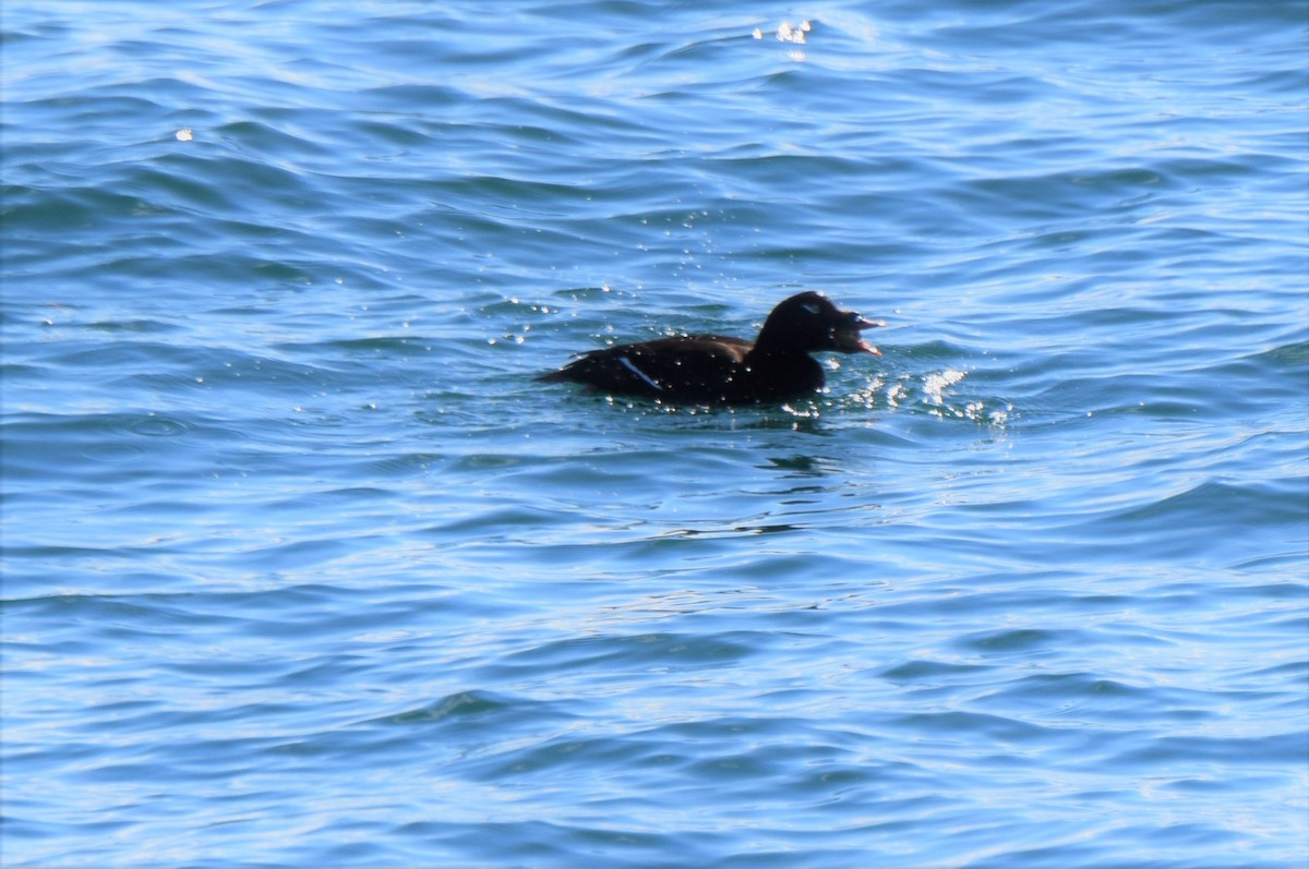 White-winged Scoter - Ken Milender