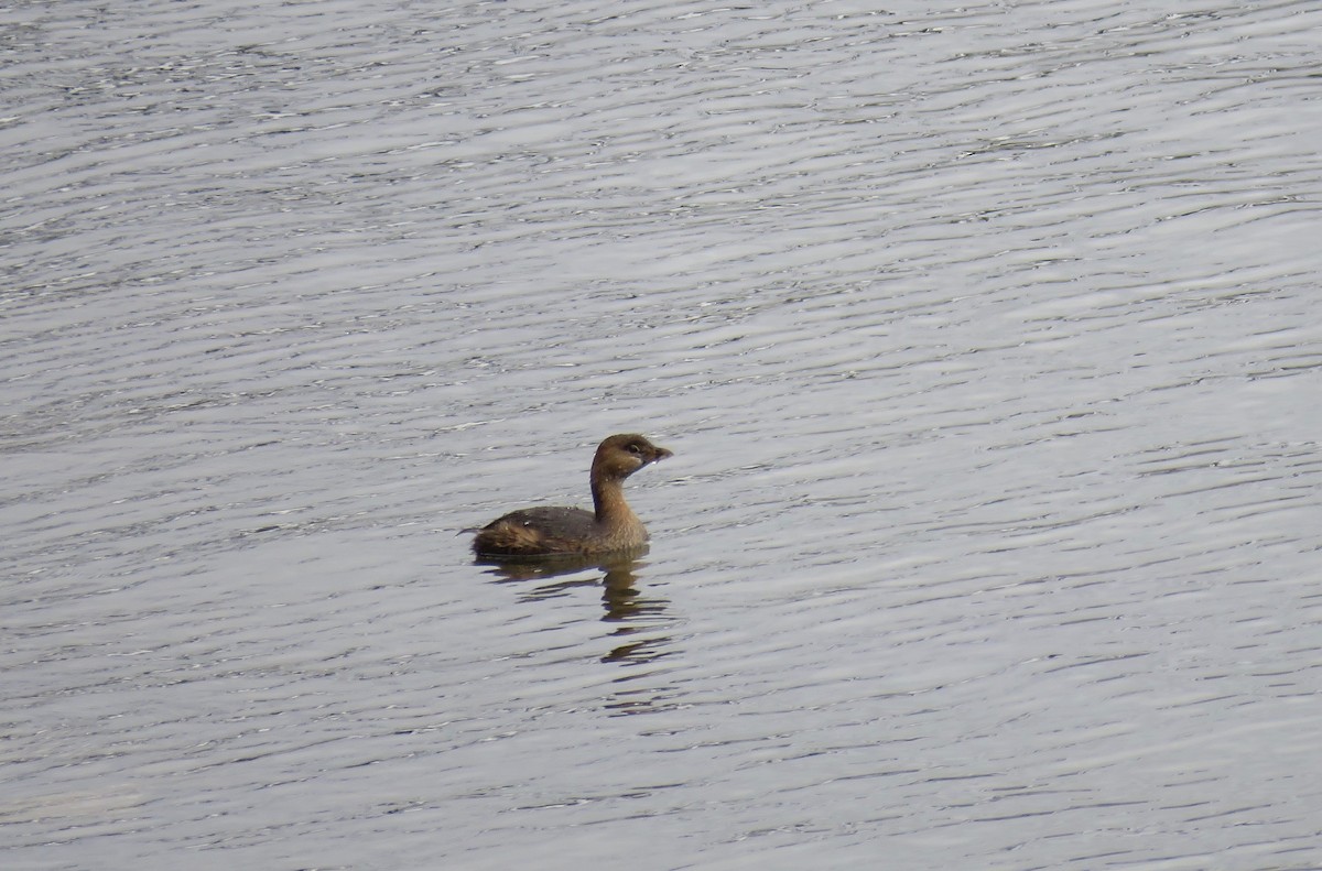 Pied-billed Grebe - Ann Tanner