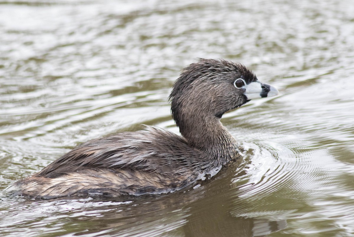 Pied-billed Grebe - Mel Senac